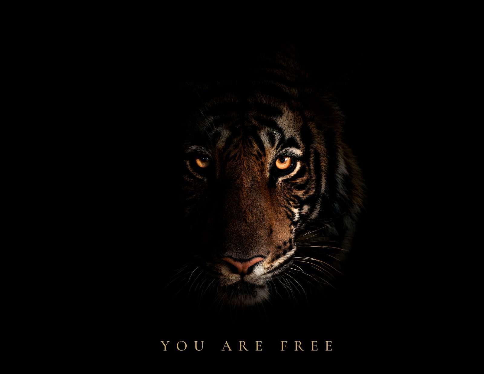 You Are Free, cover: a tiger's eyes in darkness